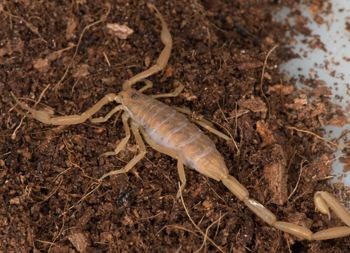 Media type: image; Invertebrate Zoology 46910